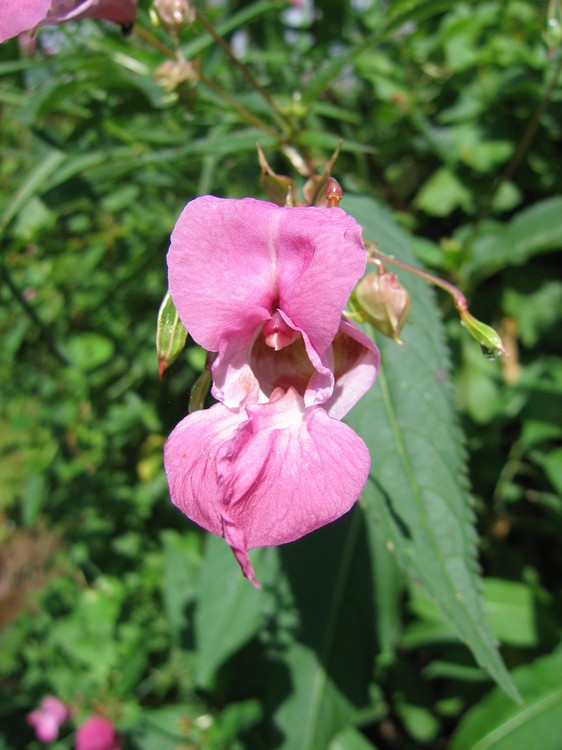 Impatiens glandulifera